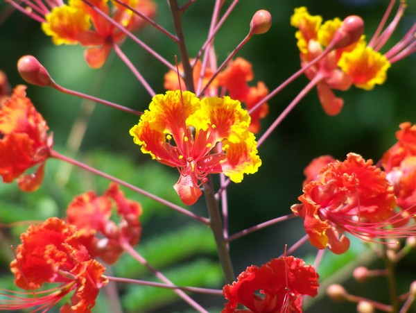 BEAUTY OF THE FLAME