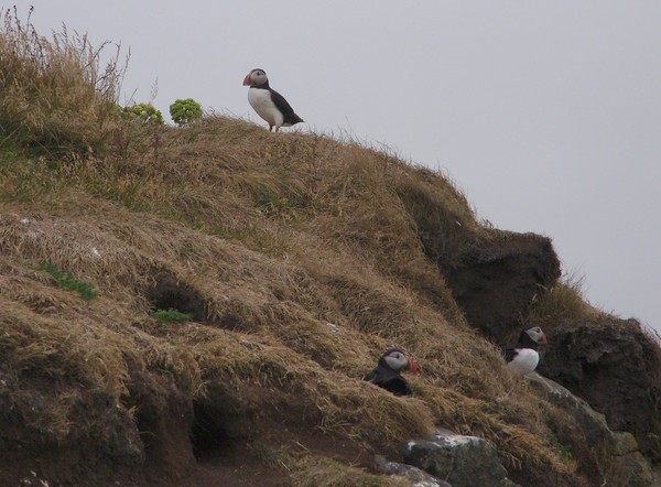 More Puffins
