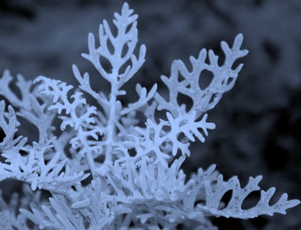 Blue Plant