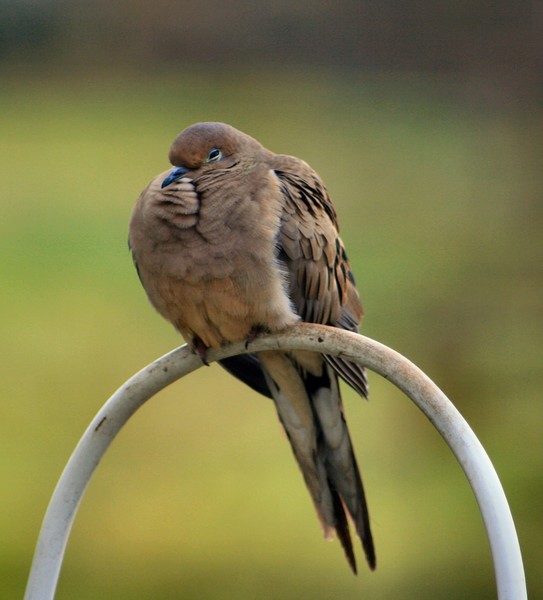 Mourning Dove 4