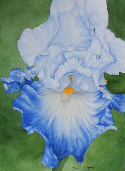 Blue Iris