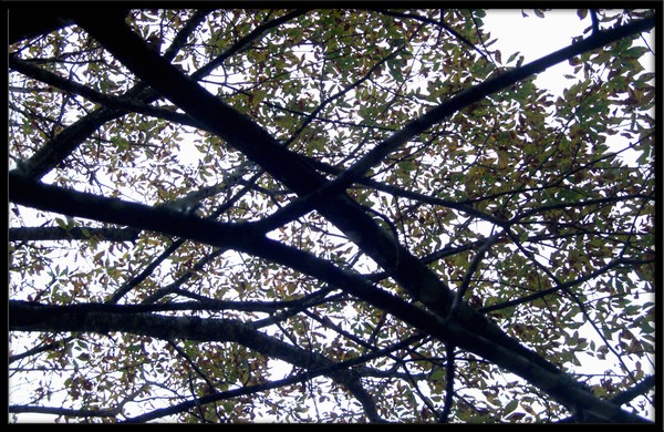 Beneath the trees