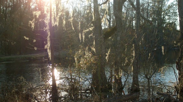 Cypress Swamp