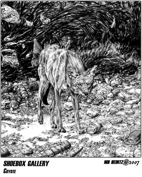 SHOEBOX GALLERY: COYOTE
