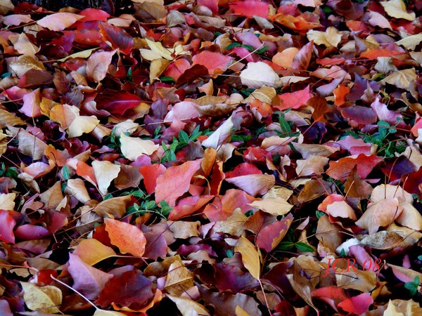 Fall's Blanket