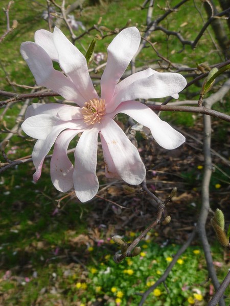 White Flower