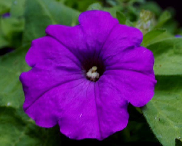 Purple #1