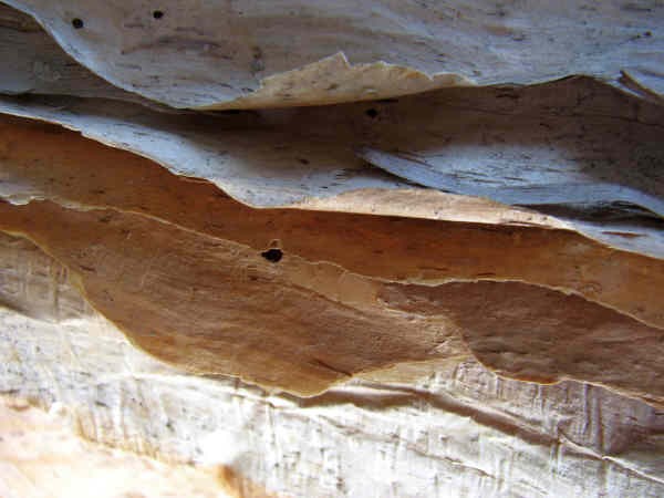 Waves in Bark