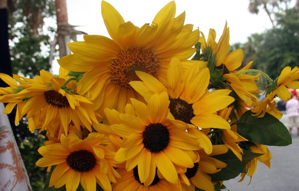 Sunflowers
