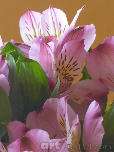 Alstroemerias - In Shades Of Magenta
