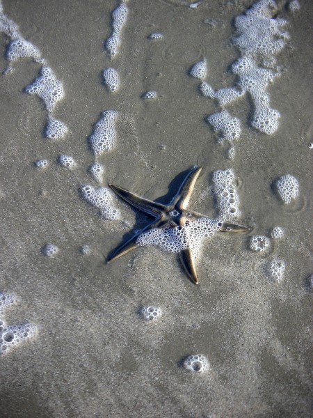 A Fallen Star