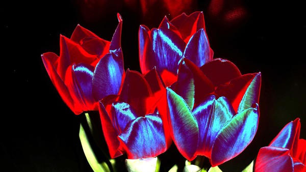 Crushed Tulip