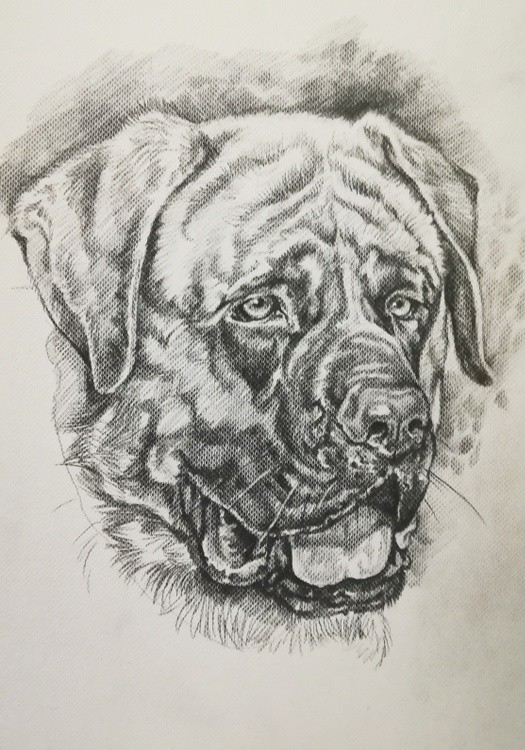 mastiff
