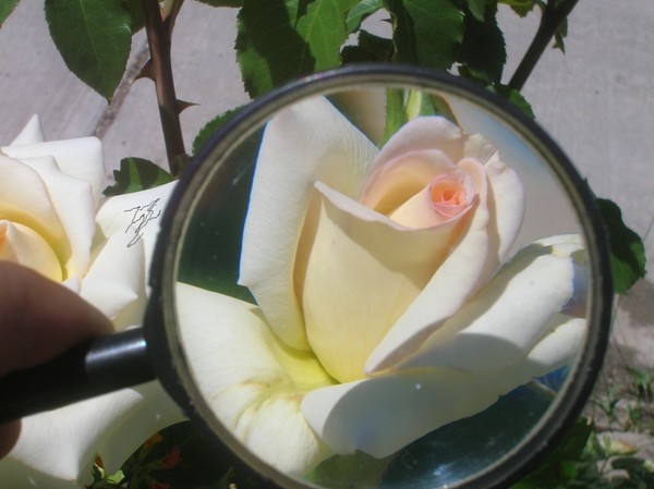 white rose