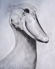 Shoebill Stork