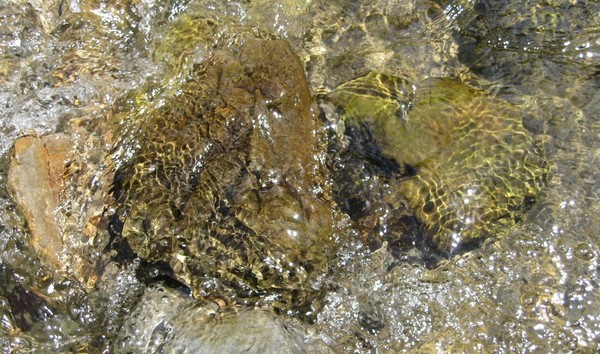 Old Man River