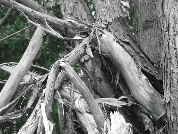 Deadwood
