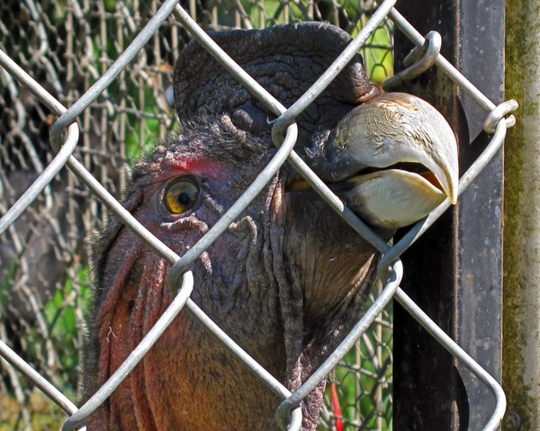 Condor at the Zoo