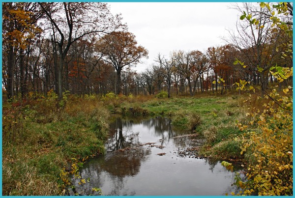 SLOUGH AT ARBORETUM