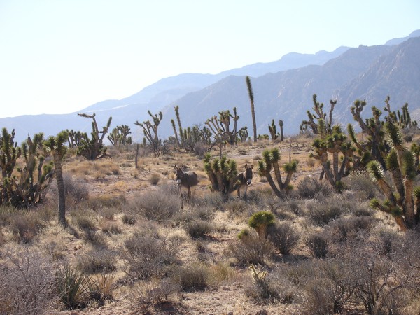 Joshua Trees at Red Rock