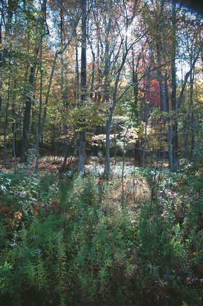 Under the Canopy