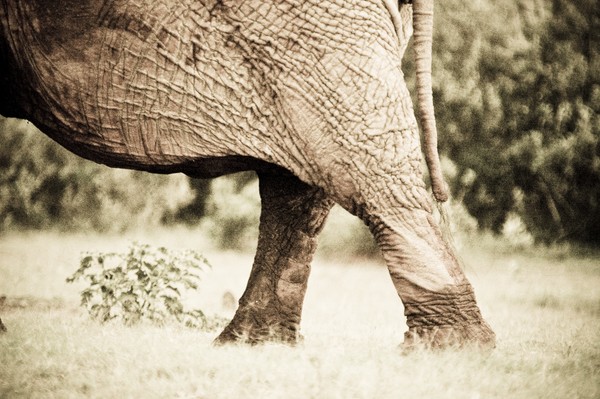 elephants skin