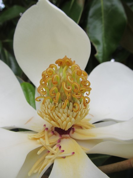 Magnolia