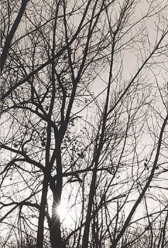 B & W  trees
