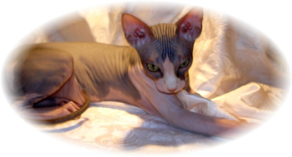 hairless