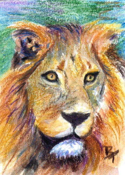 Lion Portrait aceo