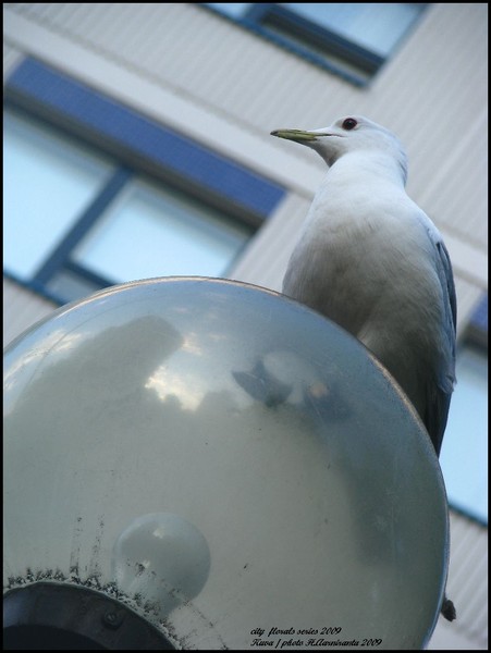 citybirds series 2009