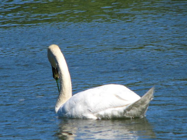 ..looking back a bit...the swan series2010
