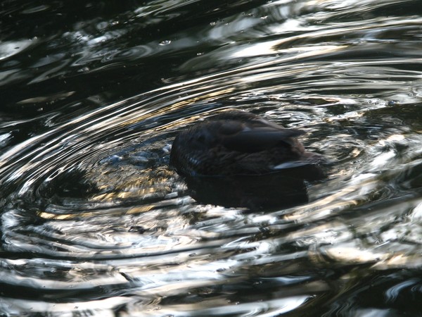 SPLASH..