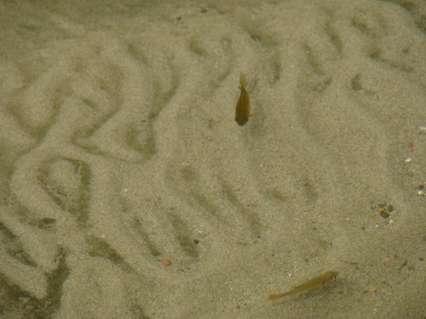 little fishies
