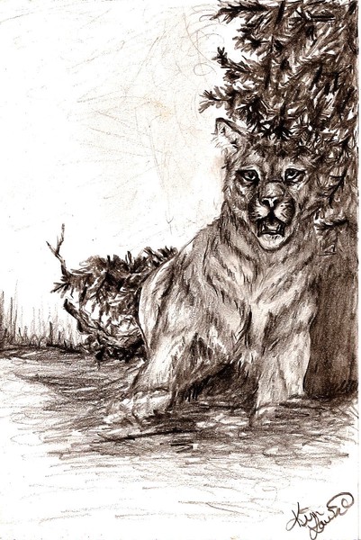 Mountain Lion