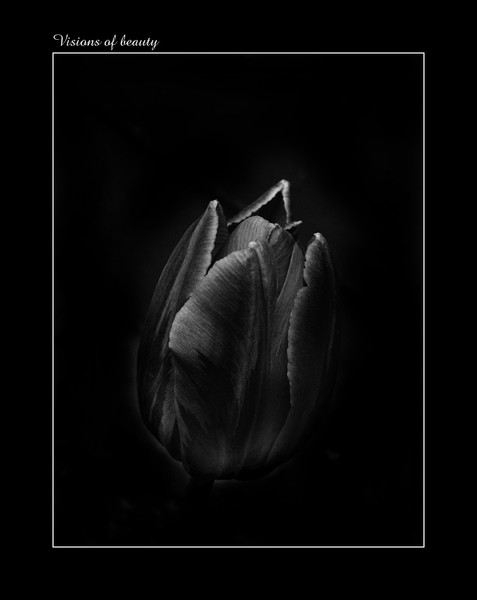 Visions of beauty