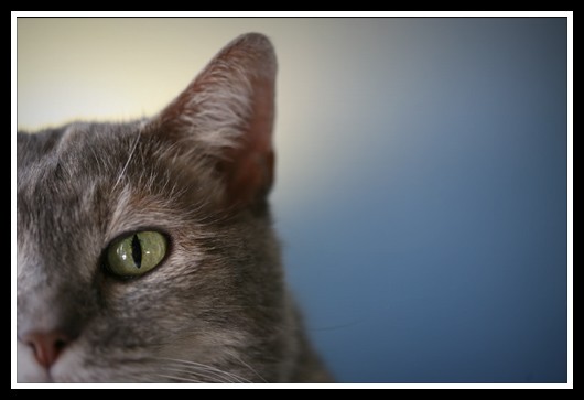 Cat's Eye