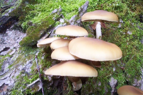 brown mushrooms