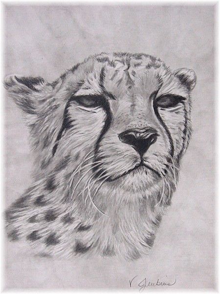 Cheetah