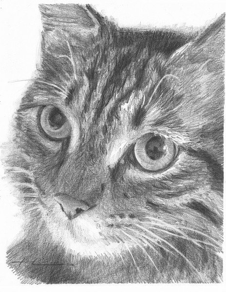 kitty closeup drawing mike theuer