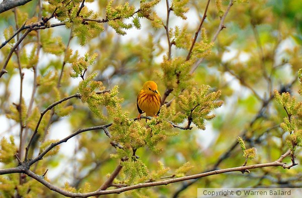 Warbler 5/19/2013