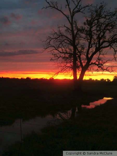 Sunset Beauty