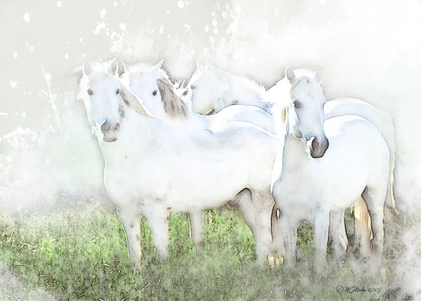 White horses