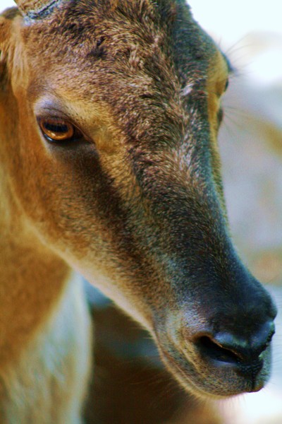 Fallow Doe