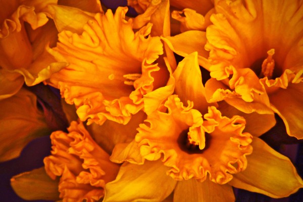 Winter Daffy