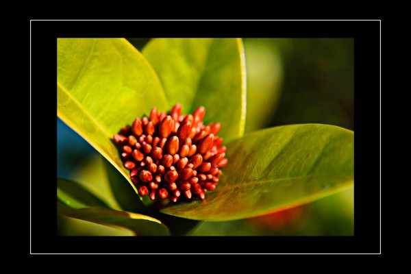 Buds in Abundance