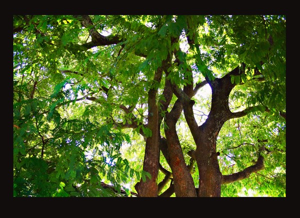 Beneath the Leopard Tree