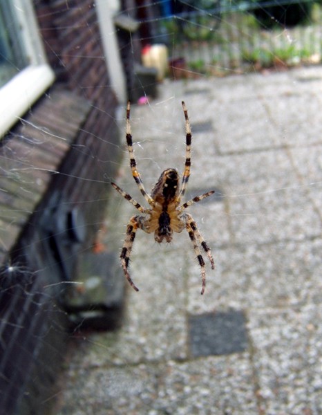 Spider