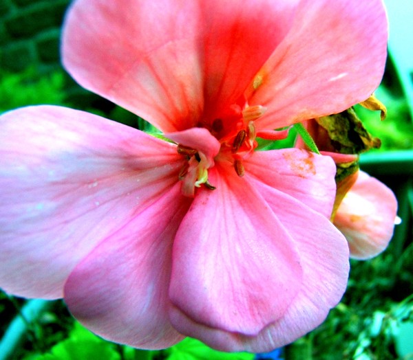 Geranium