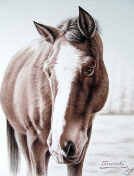 Brown Horse